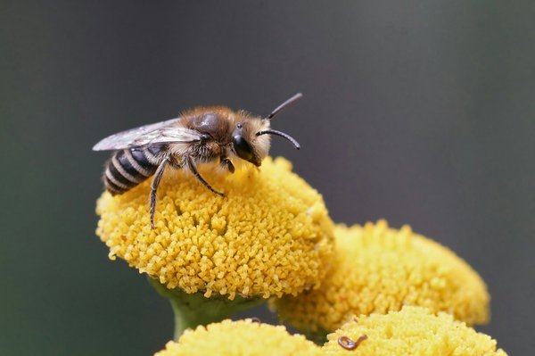 10 activités ludiques sur les abeilles pour les maternelles