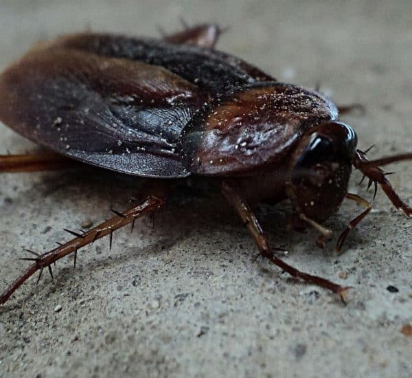 Stoppez l'invasion des cafards chez vous avec l'aide d'un expert !